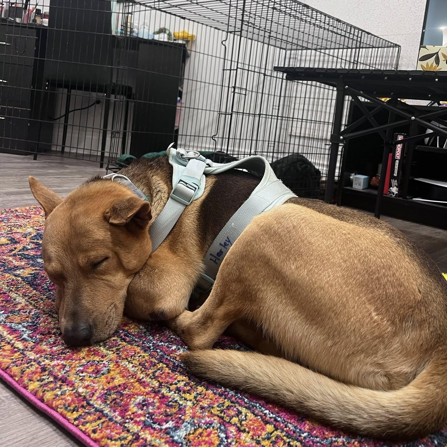 Enlarge Harley, a ADOPTABLE mixed breed in Woodstock, ON image 4/5