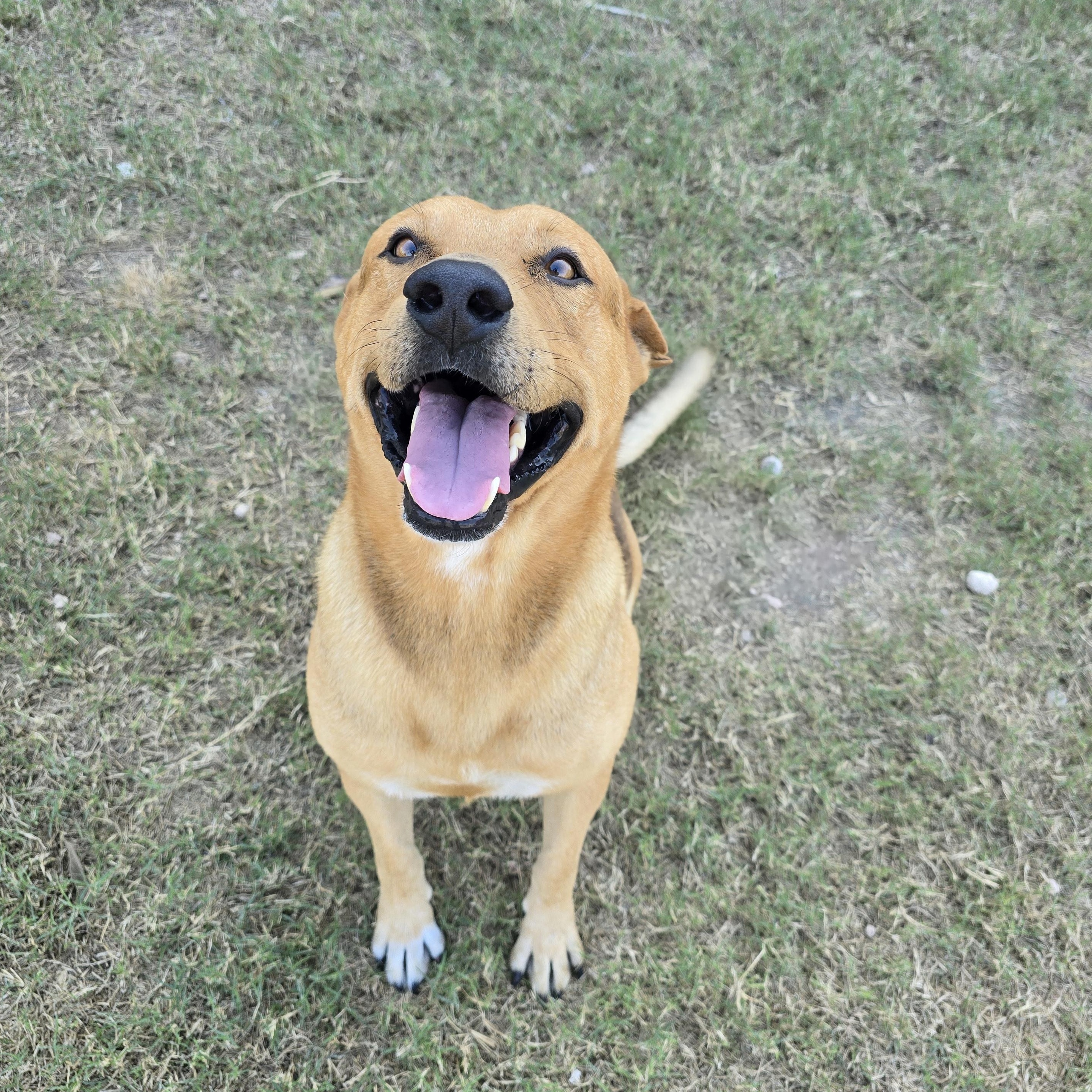 Enlarge Harley, a ADOPTABLE mixed breed in Woodstock, ON image 2/5