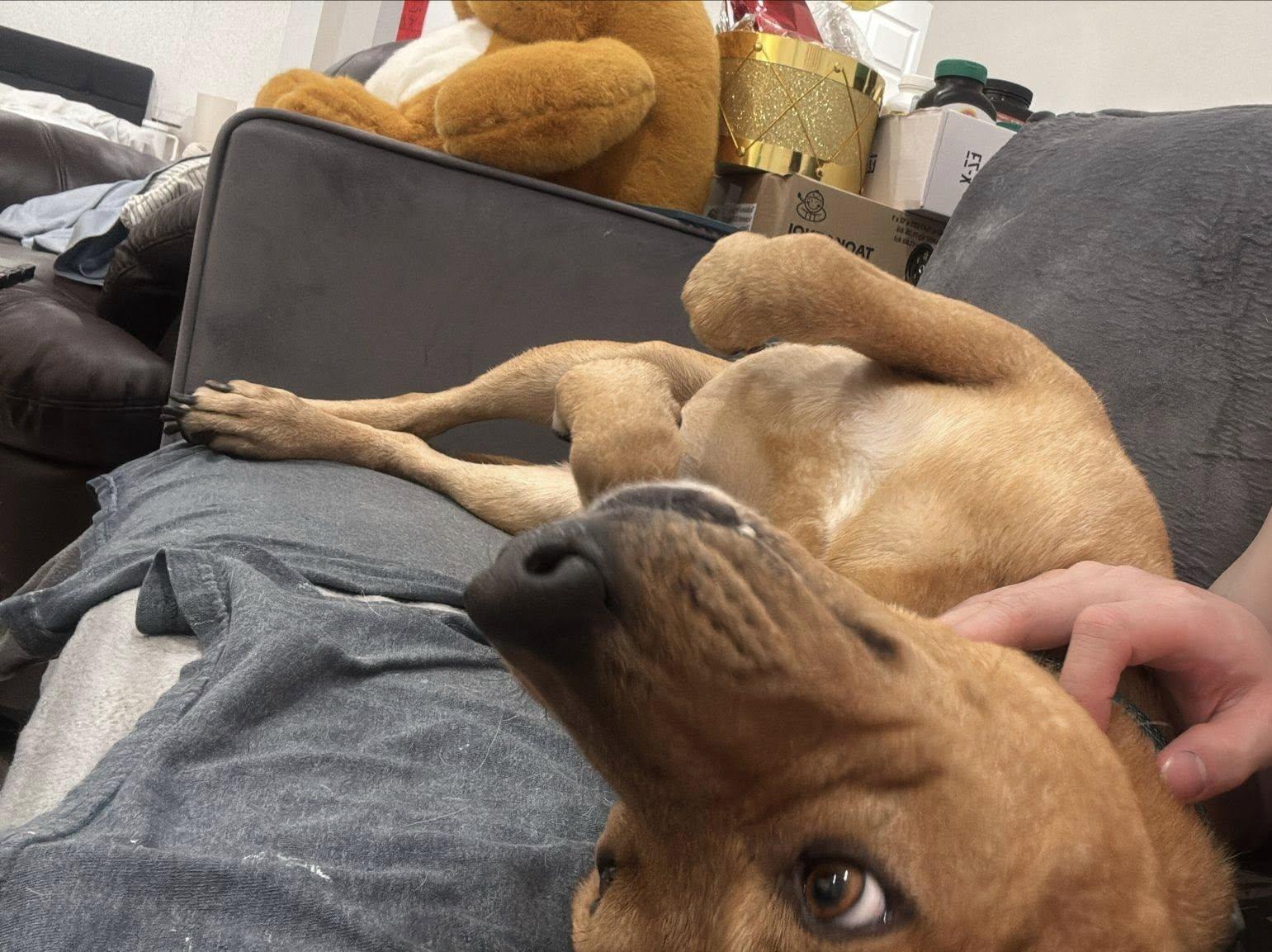 Enlarge Harley, a ADOPTABLE mixed breed in Woodstock, ON image 5/5