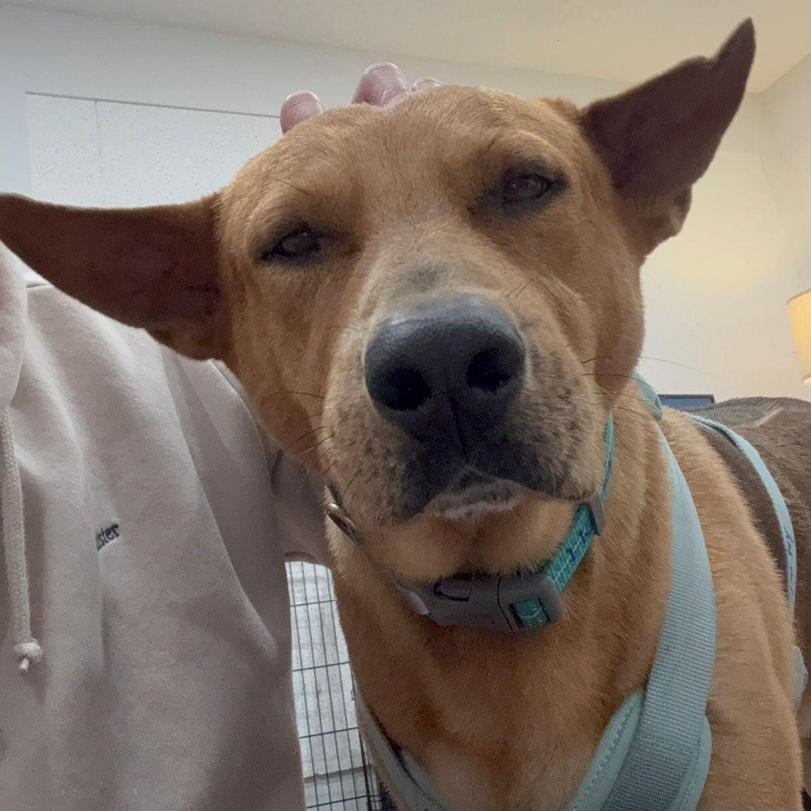 Enlarge Harley, a ADOPTABLE mixed breed in Woodstock, ON image 3/5