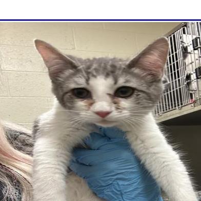 Clover, Adoptable, Kitten Female Domestic Short Hair.