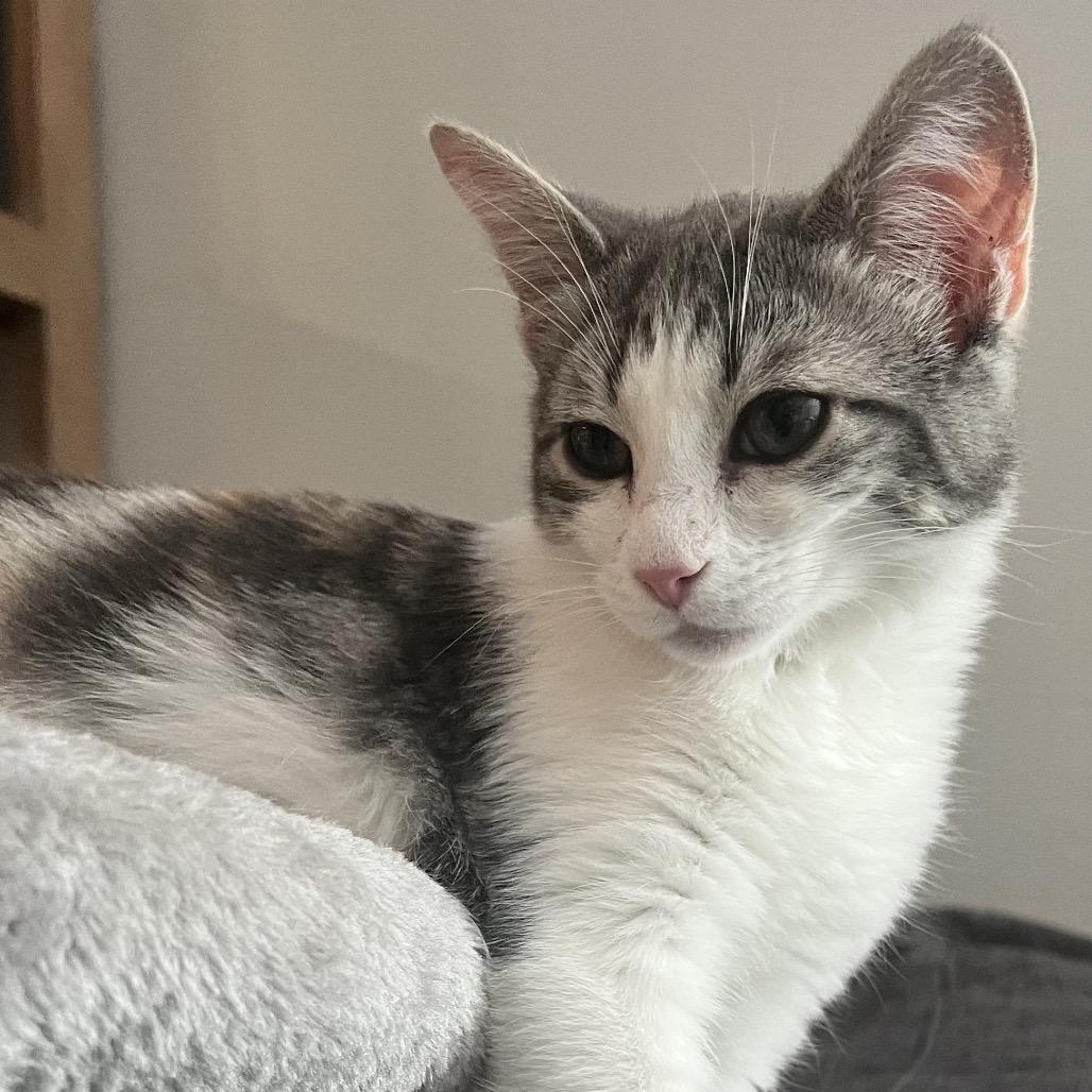 Enlarge Clover, a Adoptable Domestic Short Hair in Grantsville, UT image 2/2