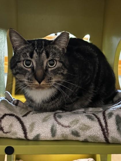Enlarge Lil Bit, an adopted Domestic Short Hair in Stanwood, WA image 1/1
