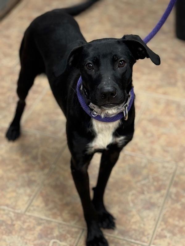 Laci, Adoptable, Young Female Labrador Retriever.