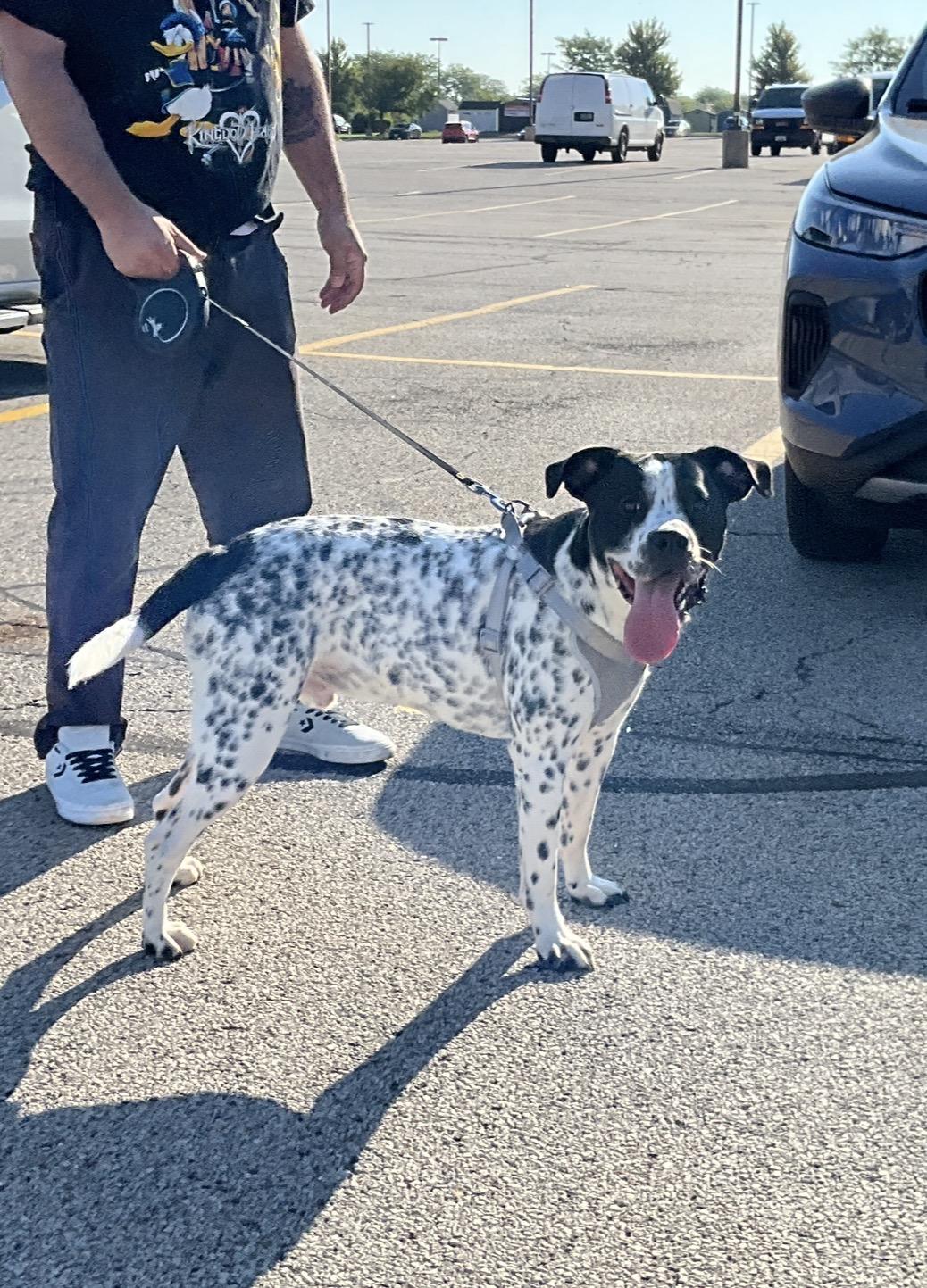 Enlarge Oreo, a Adoptable mixed breed in Arlington Heights, IL image 3/6