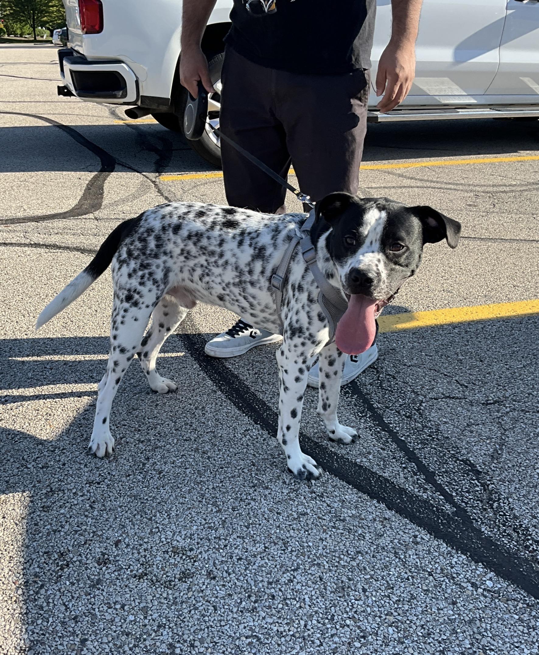 Enlarge Oreo, a Adoptable mixed breed in Arlington Heights, IL image 5/6