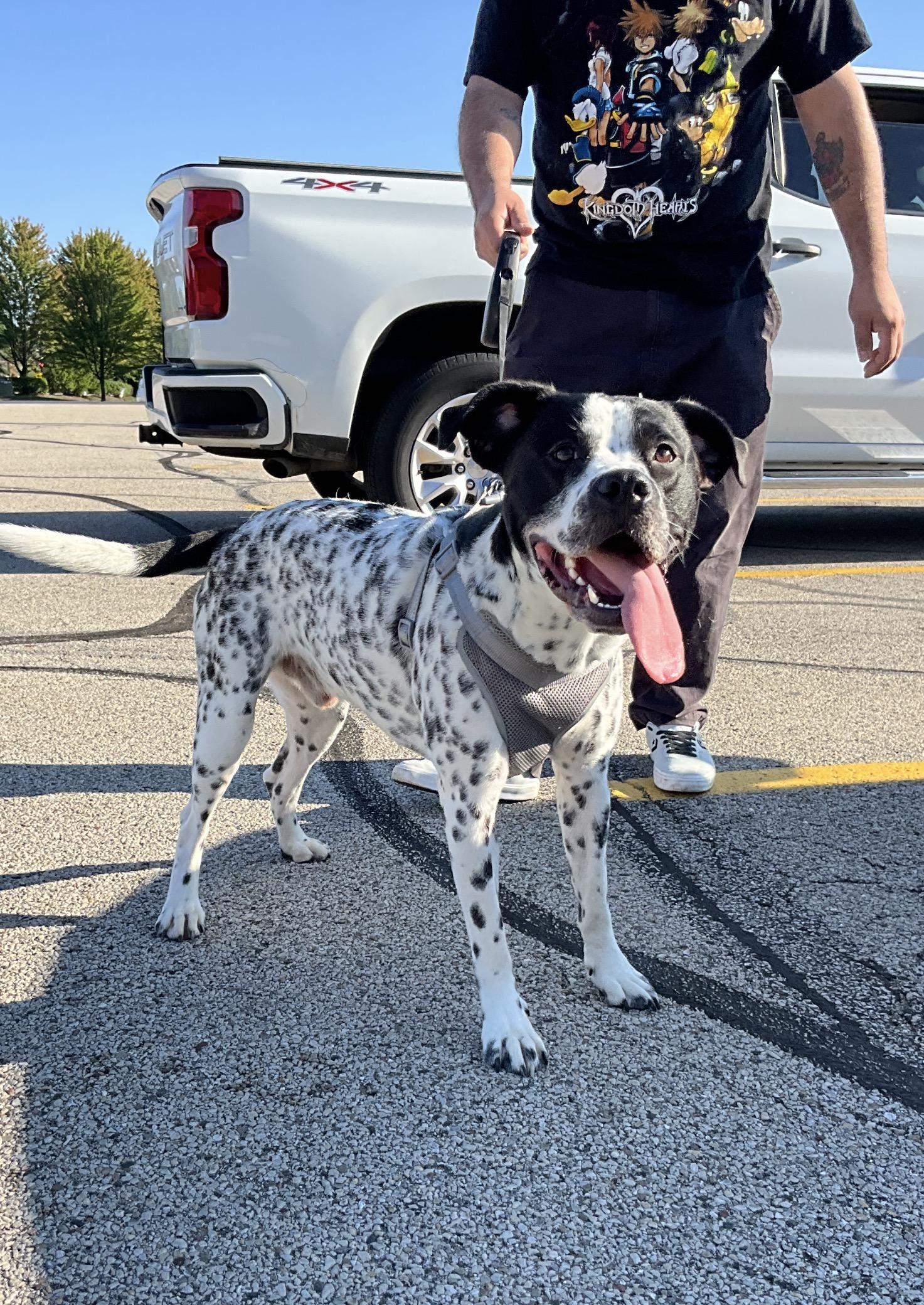 Enlarge Oreo, a Adoptable mixed breed in Arlington Heights, IL image 4/6