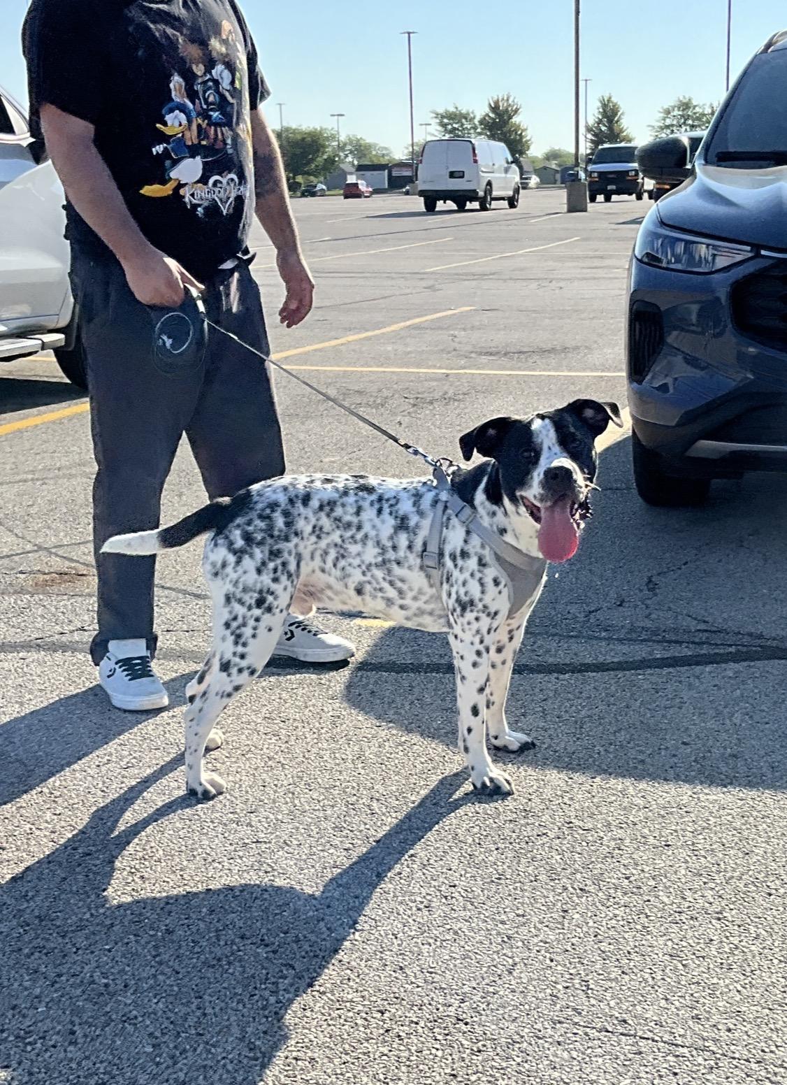 Enlarge Oreo, a Adoptable mixed breed in Arlington Heights, IL image 2/6