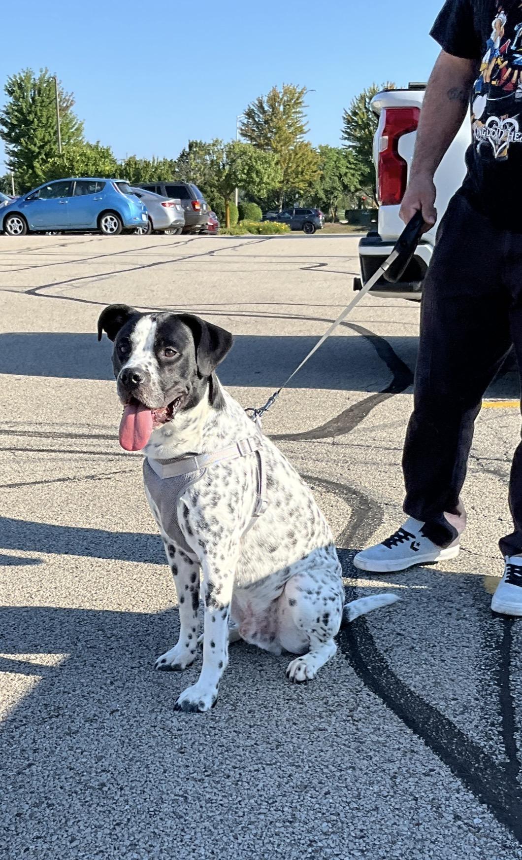 Oreo, Adoptable, Young Male Labrador Retriever & Australian Cattle Dog / Blue Heeler.