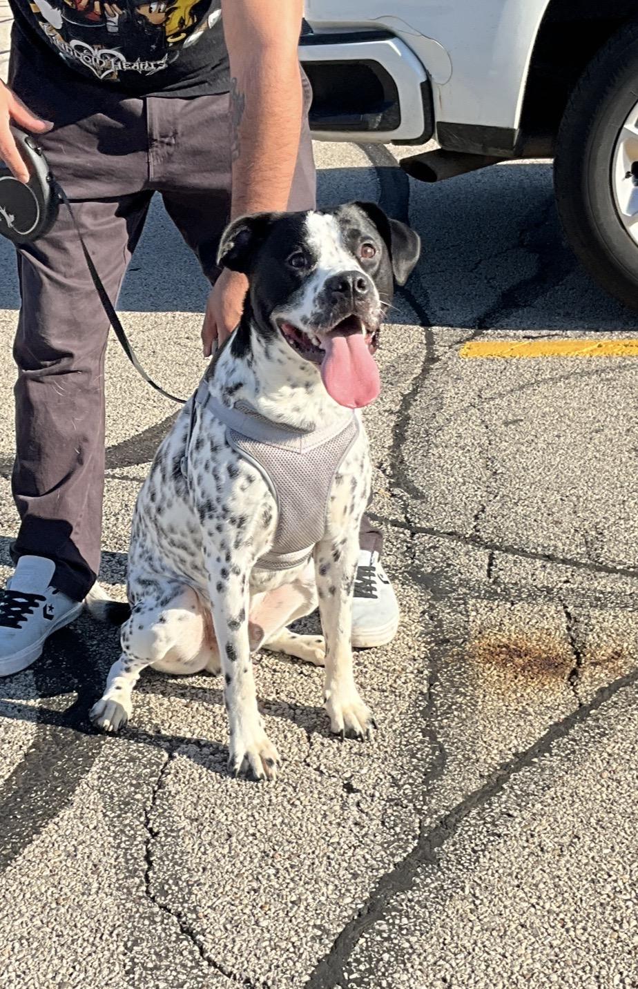 Enlarge Oreo, a Adoptable mixed breed in Arlington Heights, IL image 6/6
