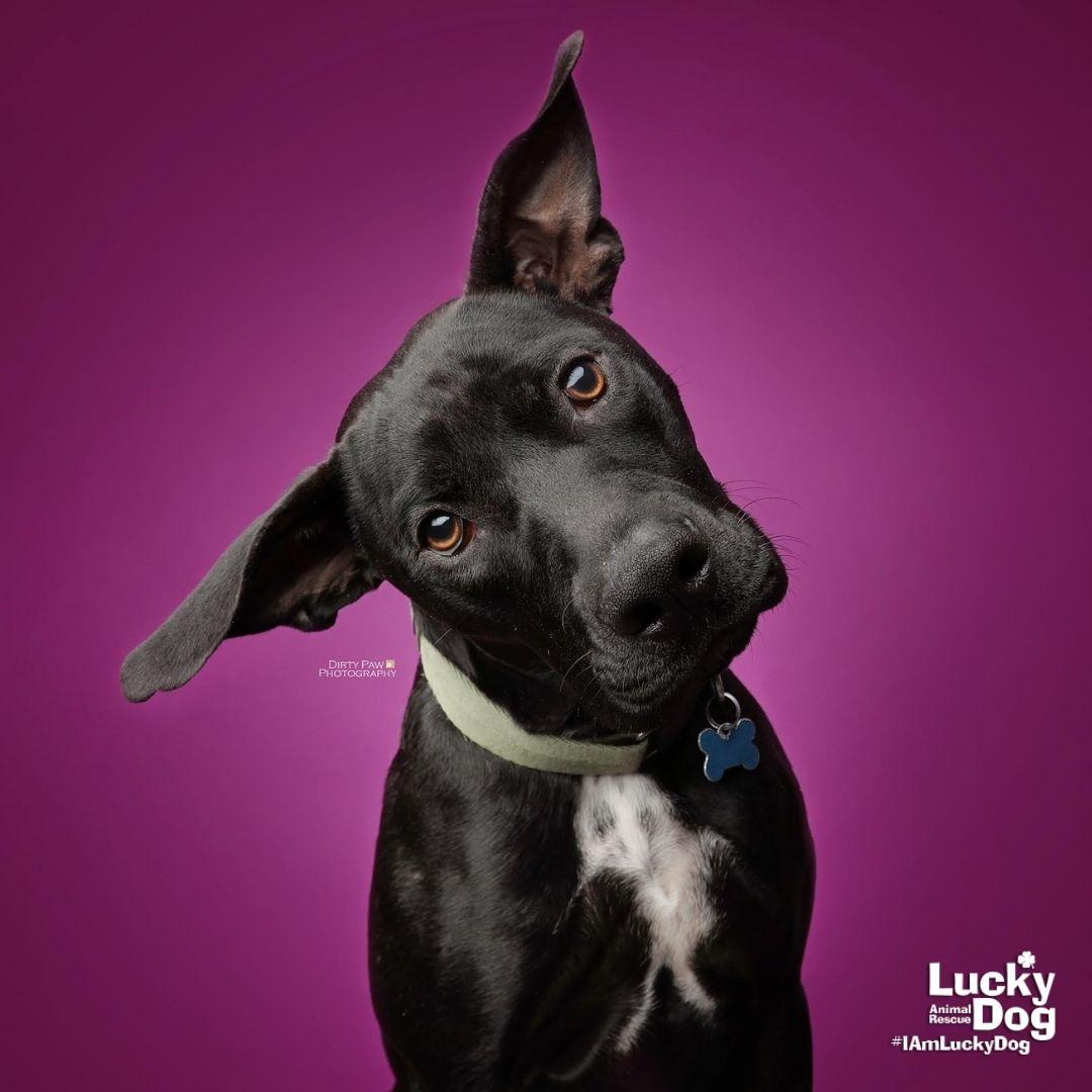 Hocus, Adoptable, Young Female Labrador Retriever & Terrier.