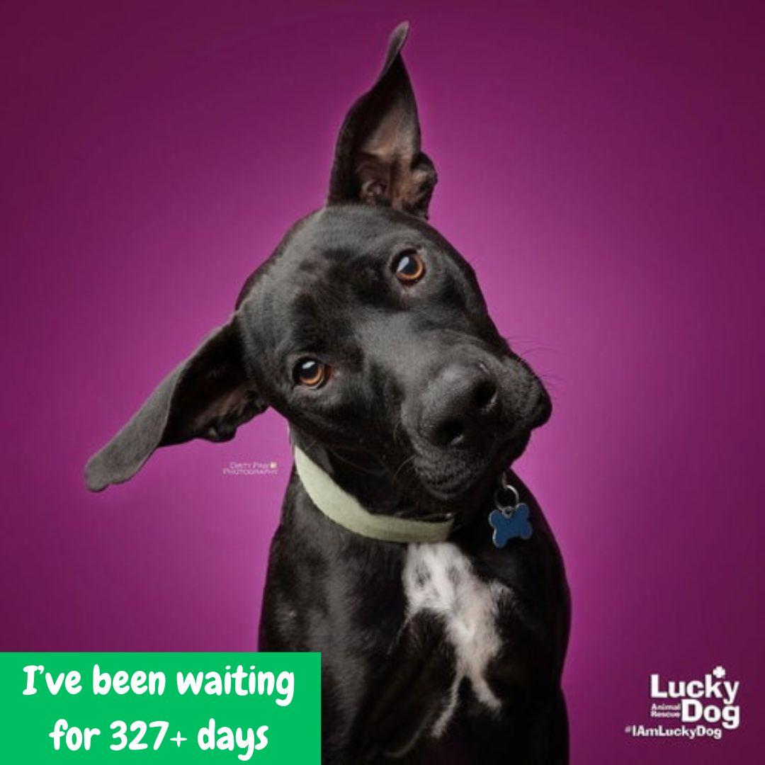 Hocus, Adoptable, Young Female Labrador Retriever & Terrier.