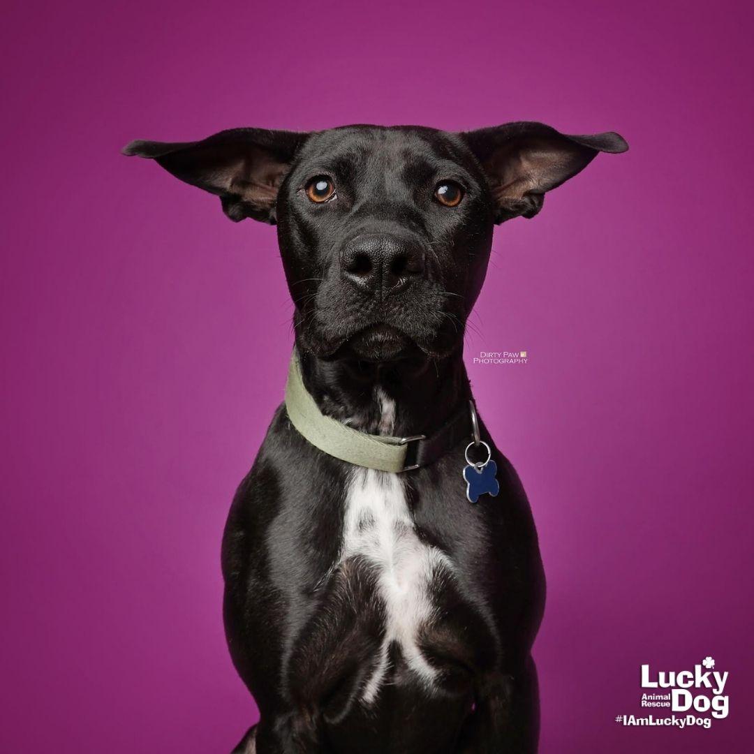 Enlarge Hocus, a Adoptable mixed breed in Washington, DC image 2/3