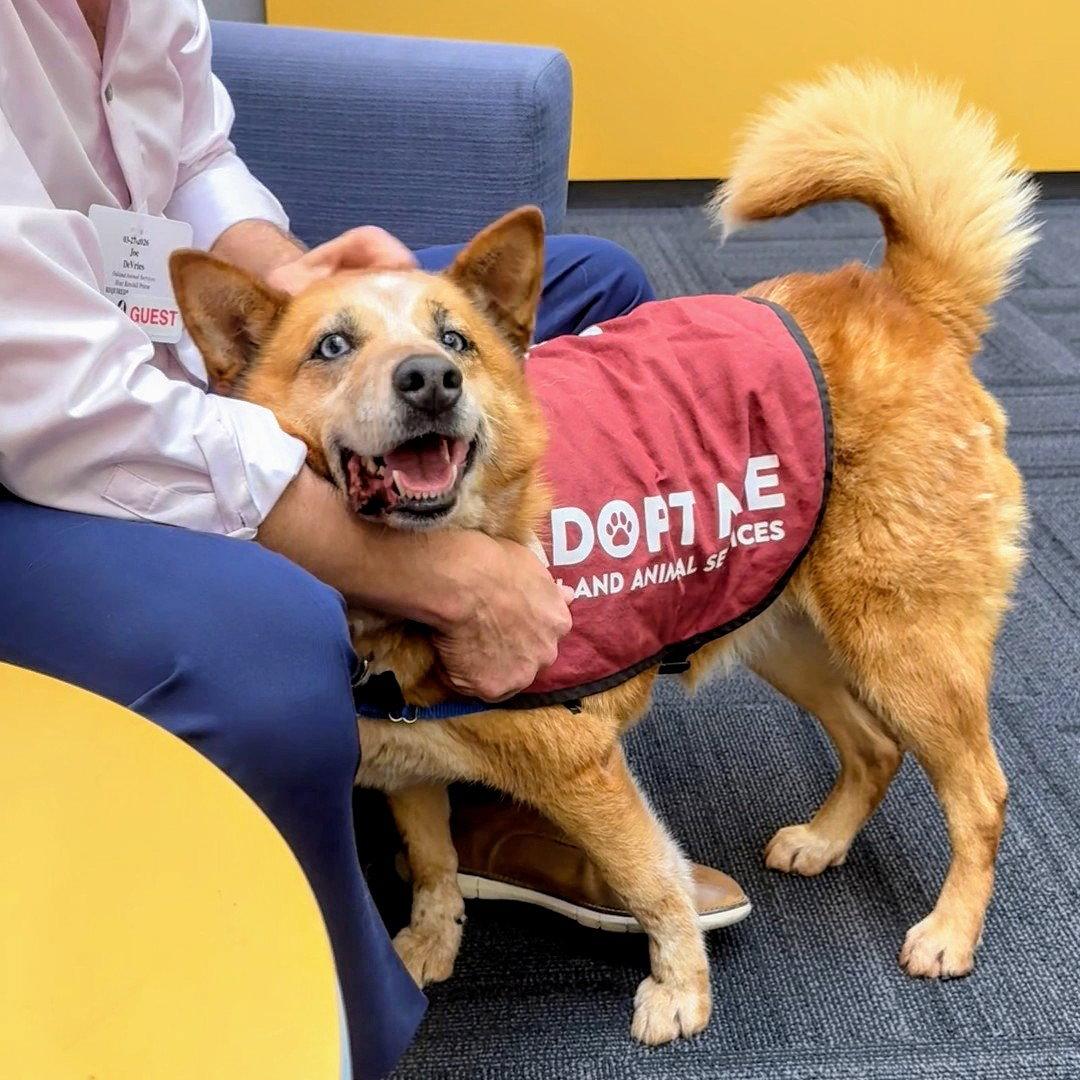 Magdelena, Adoptable, Adult Female Australian Cattle Dog / Blue Heeler & Siberian Husky.