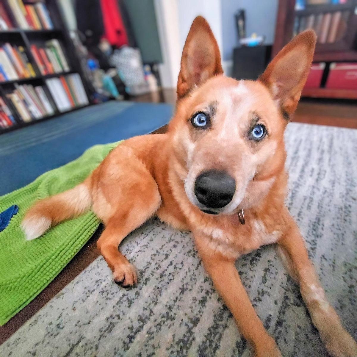 Magdelena, a Adoptable mixed breed in Oakland, CA image 2/3