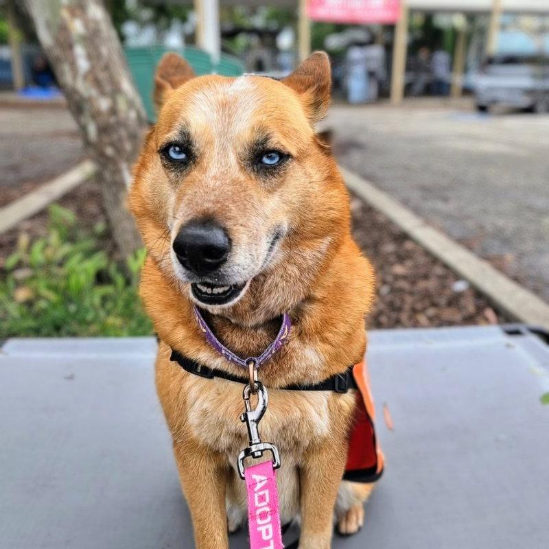 Magdelena, a Adoptable mixed breed in Oakland, CA image 3/3