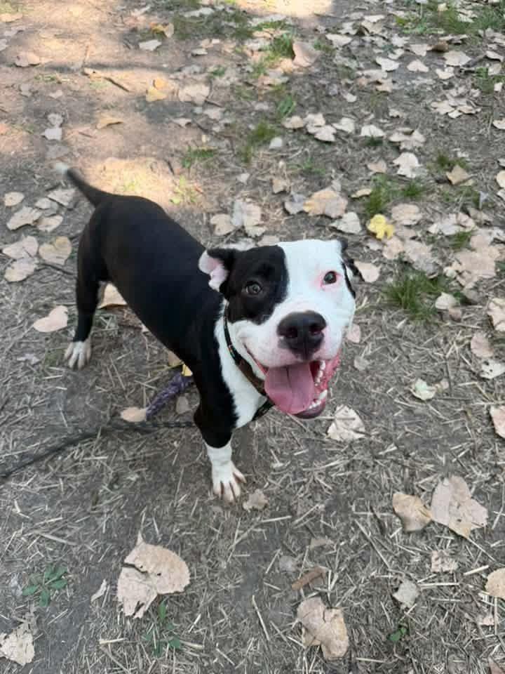 Enlarge Kennedy, a Adoptable Pit Bull Terrier in Chicago, IL image 3/5