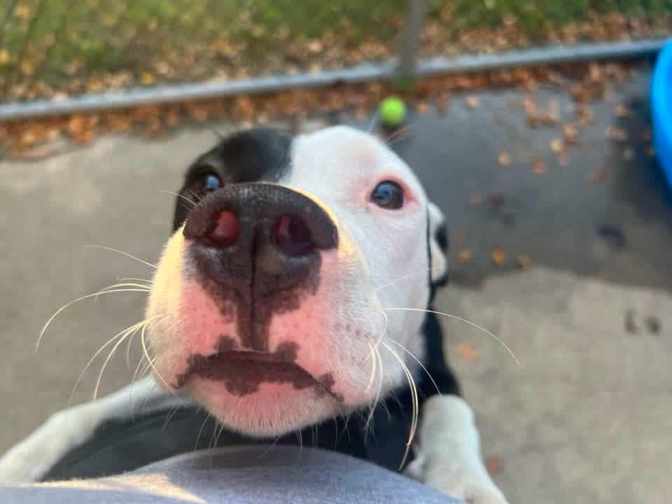 Enlarge Kennedy, a Adoptable Pit Bull Terrier in Chicago, IL image 2/5