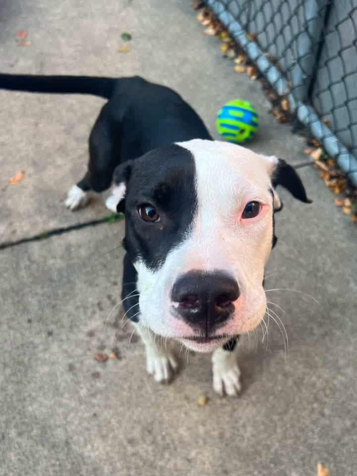 Enlarge Kennedy, a Adoptable Pit Bull Terrier in Chicago, IL image 4/5