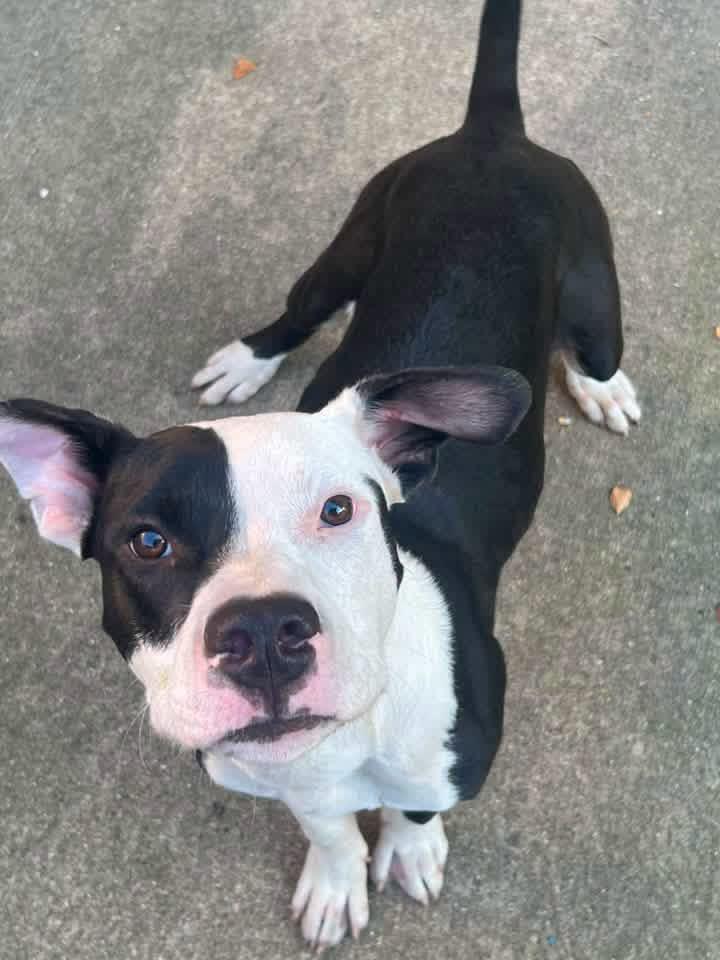 Kennedy, Adoptable, Adult Male Pit Bull Terrier.