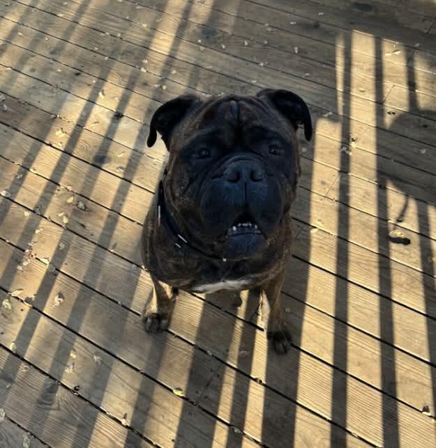 Zeus - CA, Adoptable, Adult Male Bullmastiff.