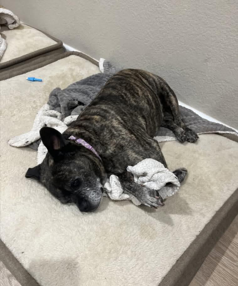 Zeus - CA, a Adoptable Bullmastiff in Los Angeles , CA image 2/3