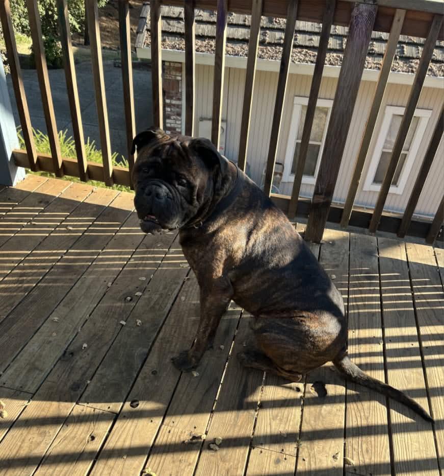 Zeus - CA, a Adoptable Bullmastiff in Los Angeles , CA image 3/3