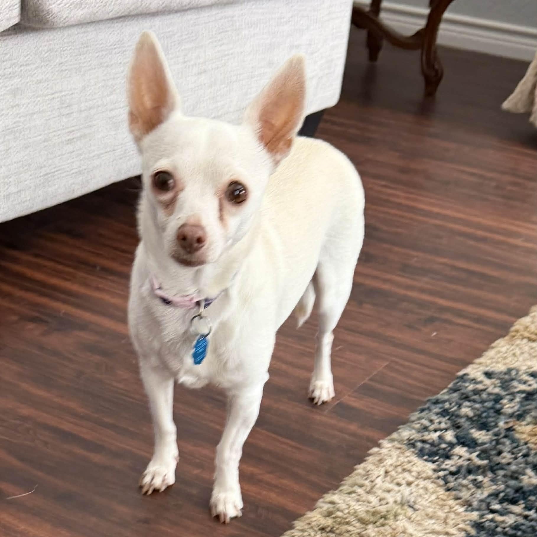 Enlarge PRINCESS is only 8 pounds, a Adoptable Chihuahua in Dallas, TX image 3/6