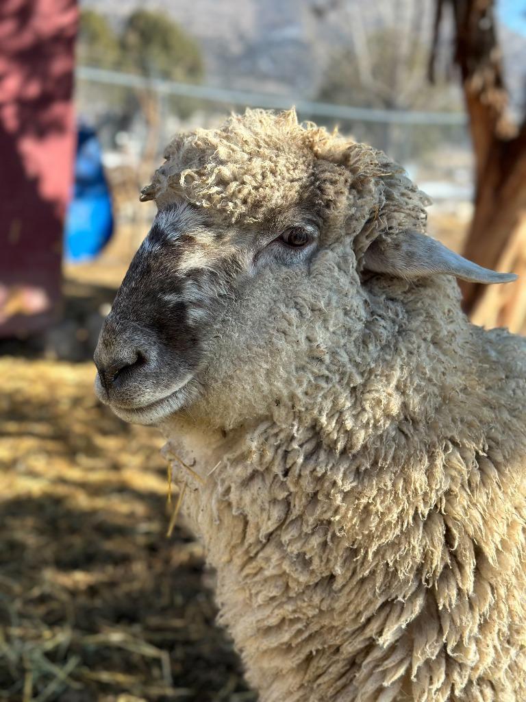 Milo, Adoptable, Adult Male Sheep.