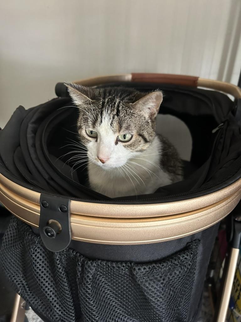 Enlarge Coachella, a Adoptable Domestic Short Hair in Philadelphia, PA image 5/5