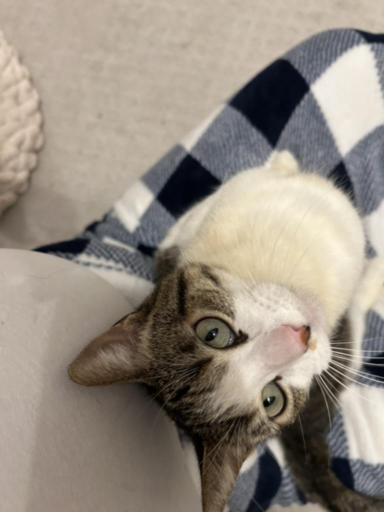 Enlarge Coachella, a Adoptable Domestic Short Hair in Philadelphia, PA image 2/5