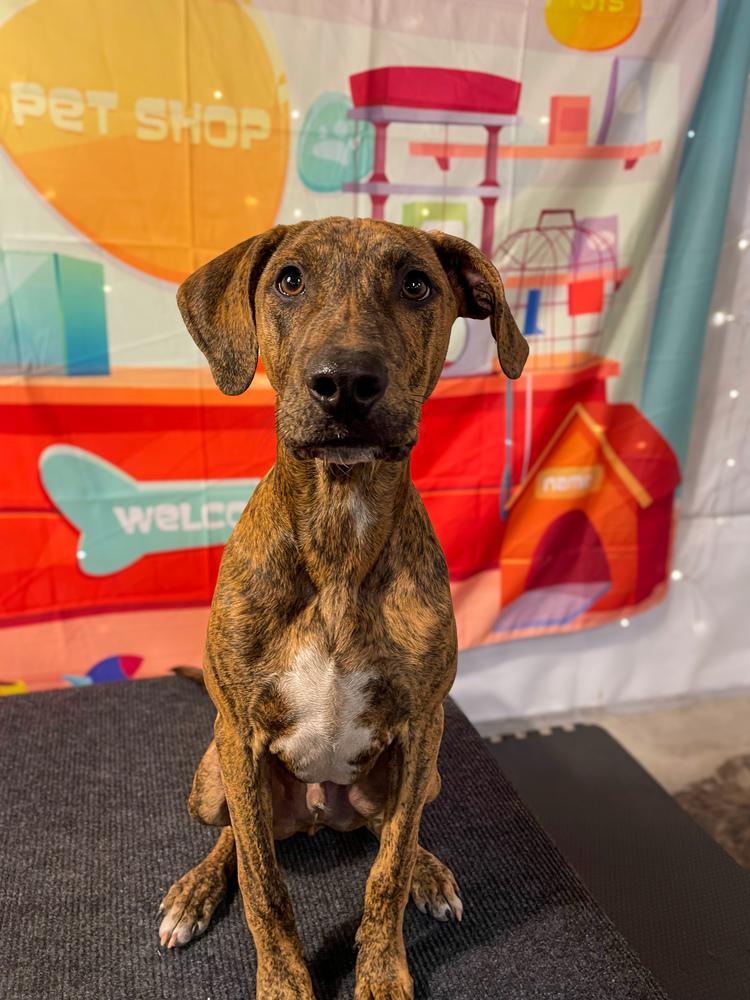 Enlarge Bow Wow, a Adoptable mixed breed in Statesboro, GA image 1/6
