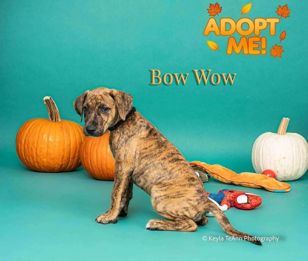 Enlarge Bow Wow, a Adoptable mixed breed in Statesboro, GA image 1/2