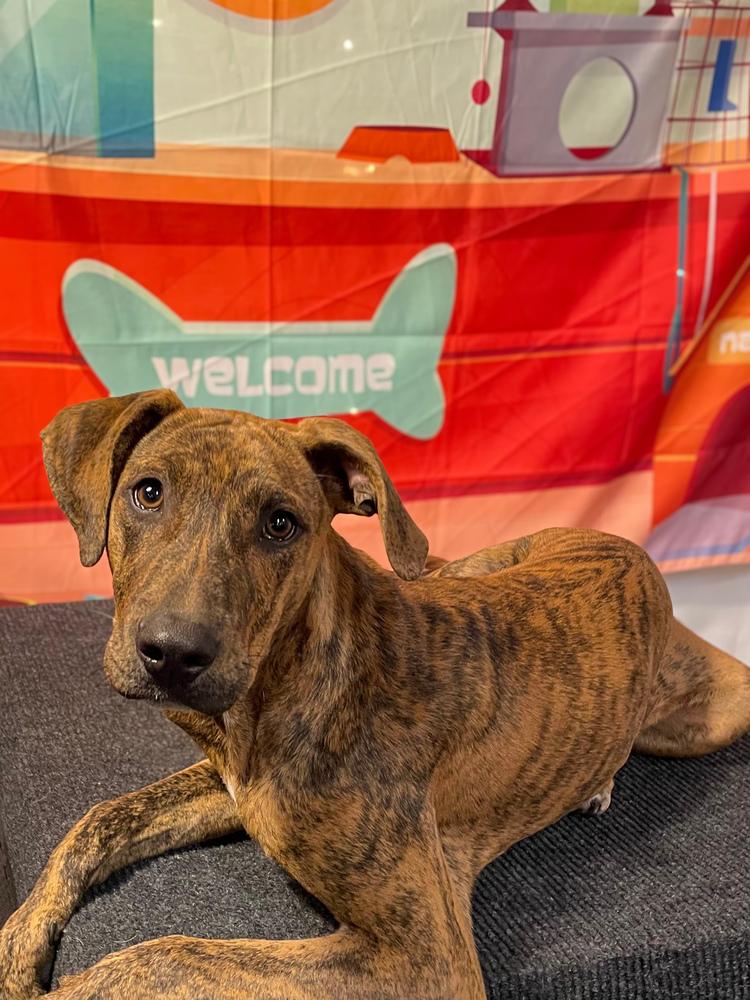 Enlarge Bow Wow, a Adoptable mixed breed in Statesboro, GA image 3/6