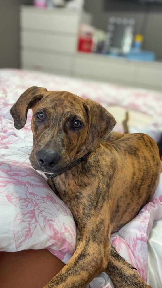 Enlarge Bow Wow, a Adoptable mixed breed in Statesboro, GA image 2/2