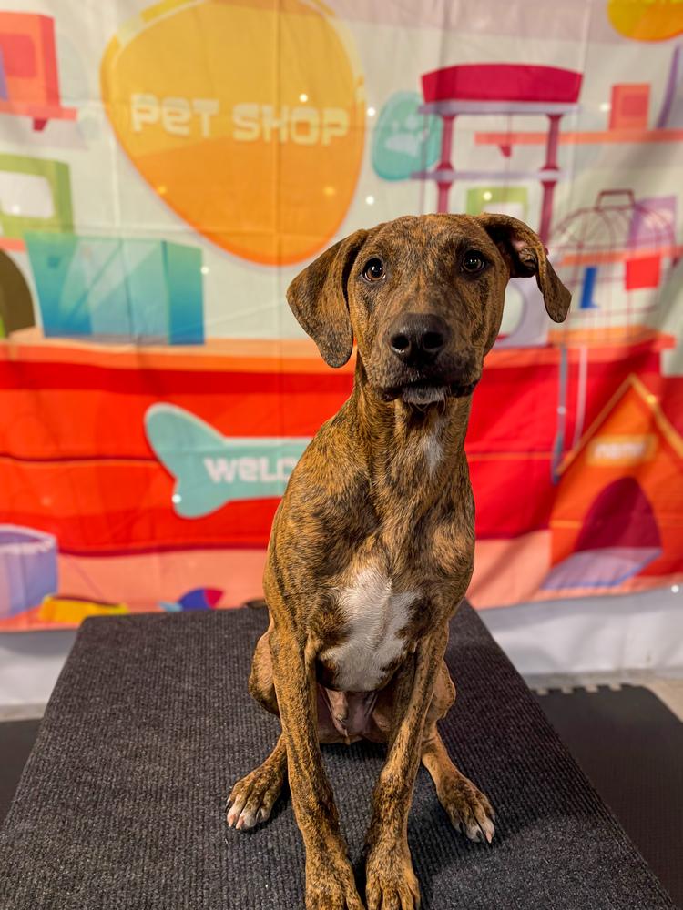 Enlarge Bow Wow, a Adoptable mixed breed in Statesboro, GA image 6/6