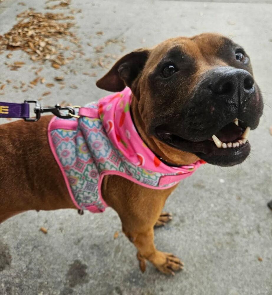 Enlarge Selene, a Adoptable mixed breed in Winter Garden, FL image 1/3