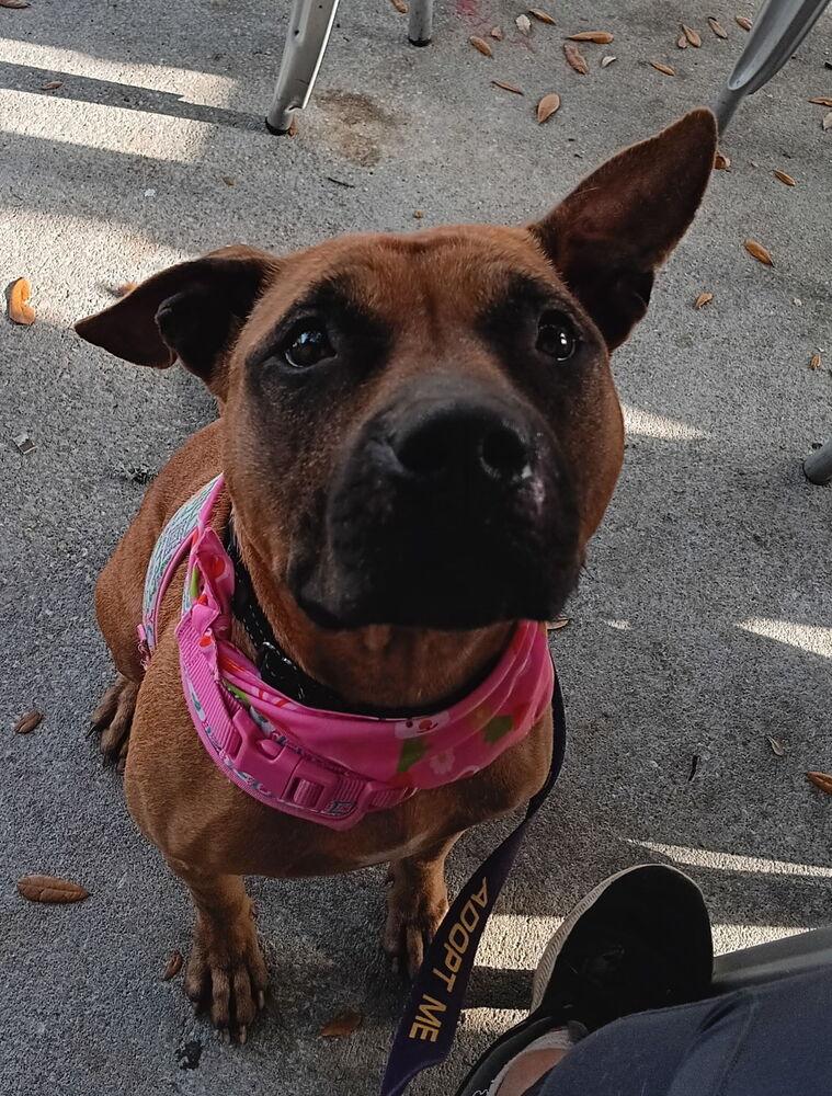 Enlarge Selene, a Adoptable mixed breed in Winter Garden, FL image 2/3