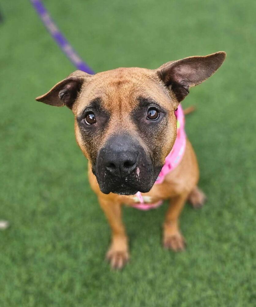 Selene, Adoptable, Young Female Boxer.