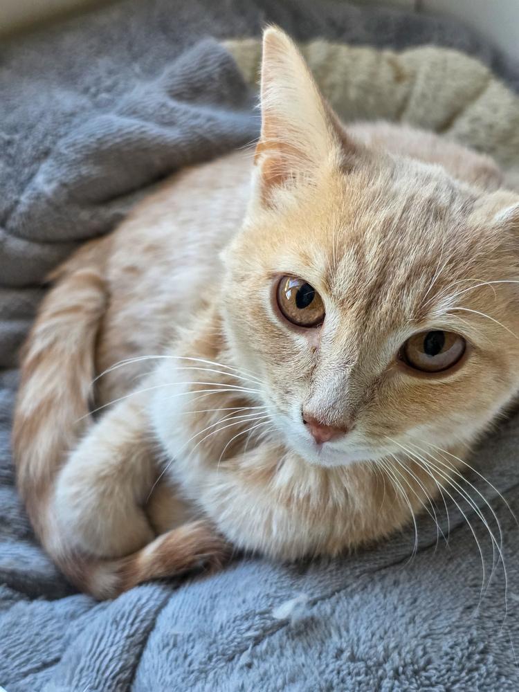 Clyde, Adoptable, Kitten Male Domestic Short Hair.