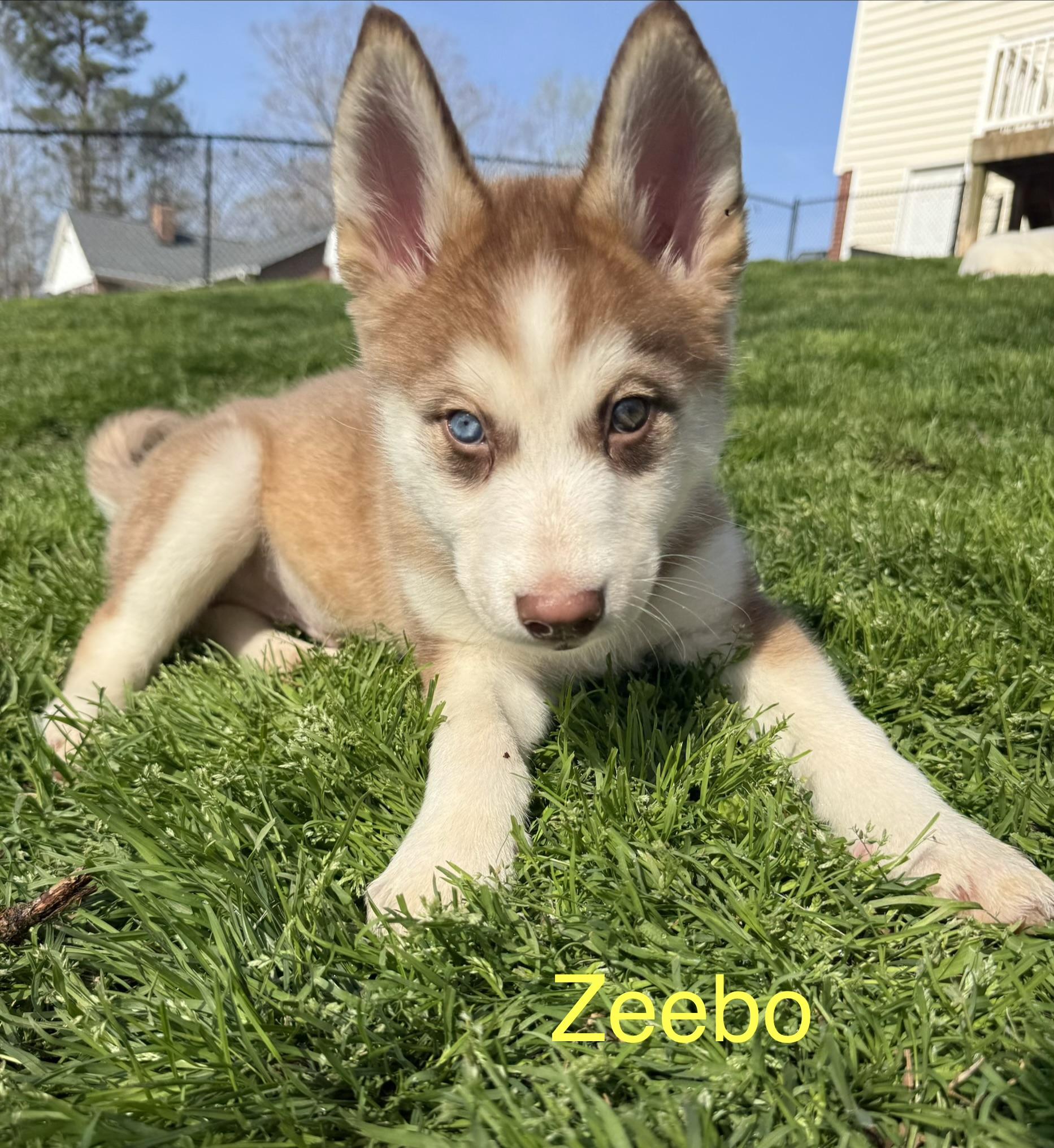 Enlarge Zeebo, a ADOPTABLE Siberian Husky in Kings Mountain, NC image 1/5