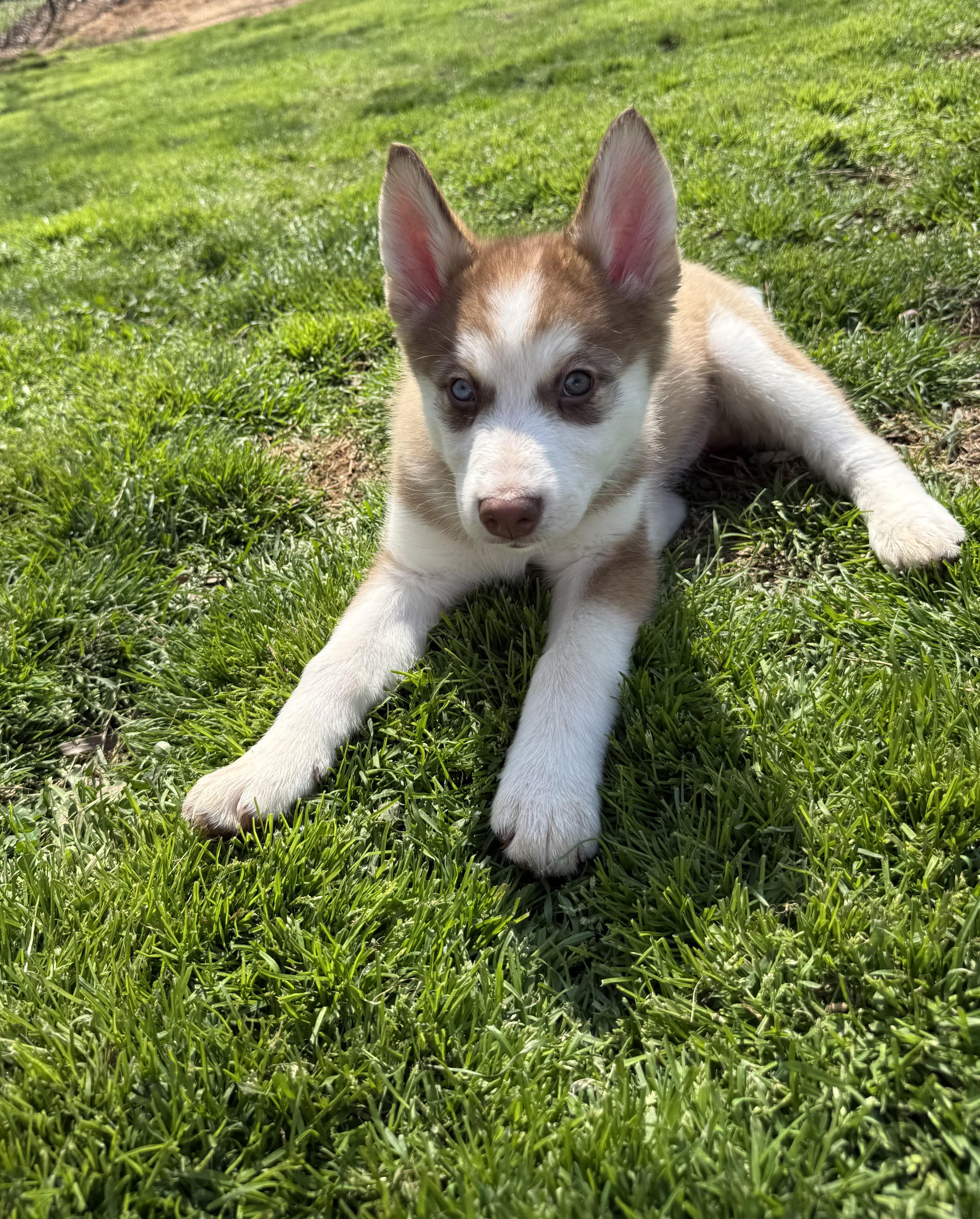 Enlarge Zeebo, a ADOPTABLE Siberian Husky in Kings Mountain, NC image 3/5