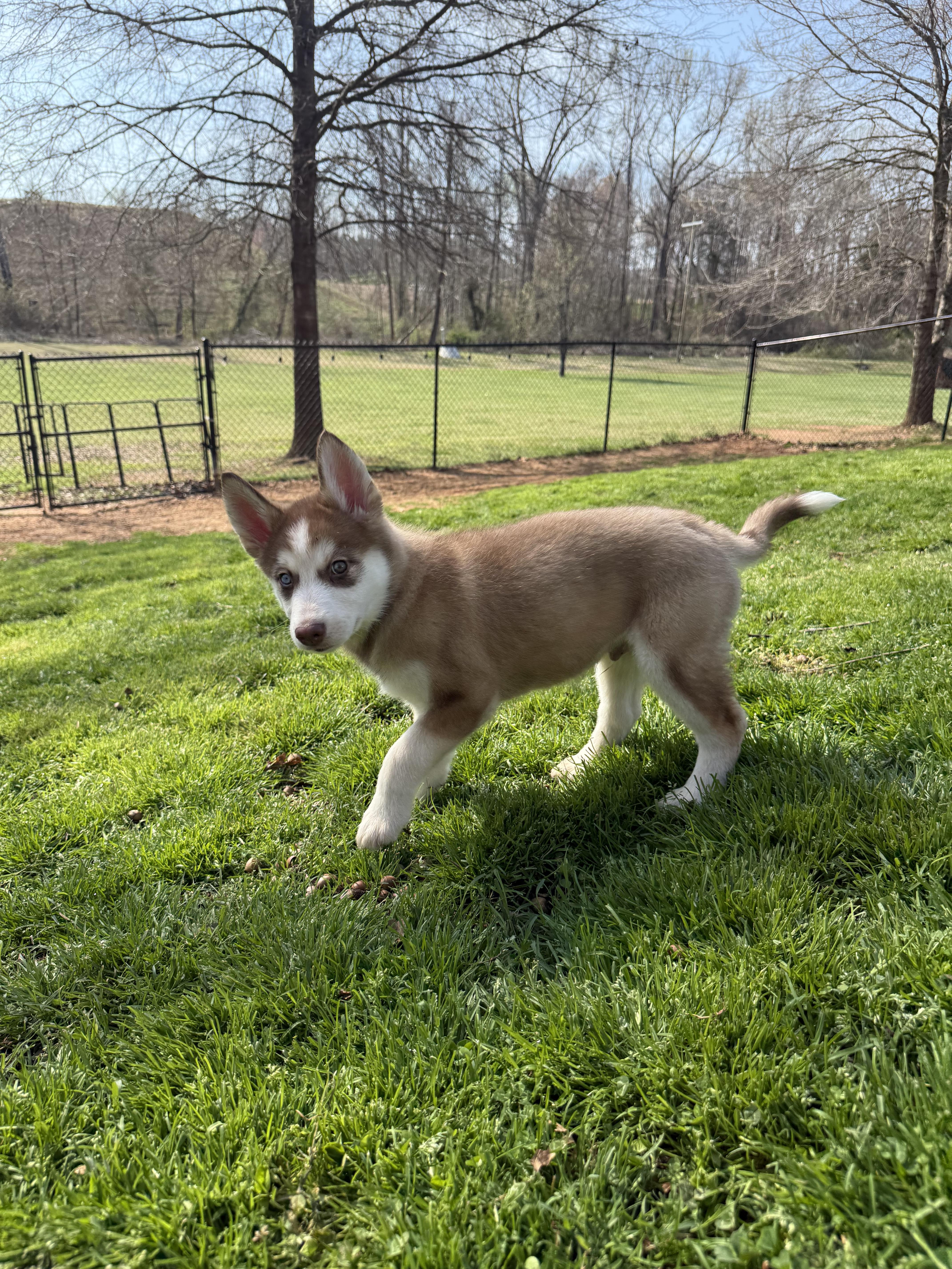 Enlarge Zeebo, a ADOPTABLE Siberian Husky in Kings Mountain, NC image 4/5
