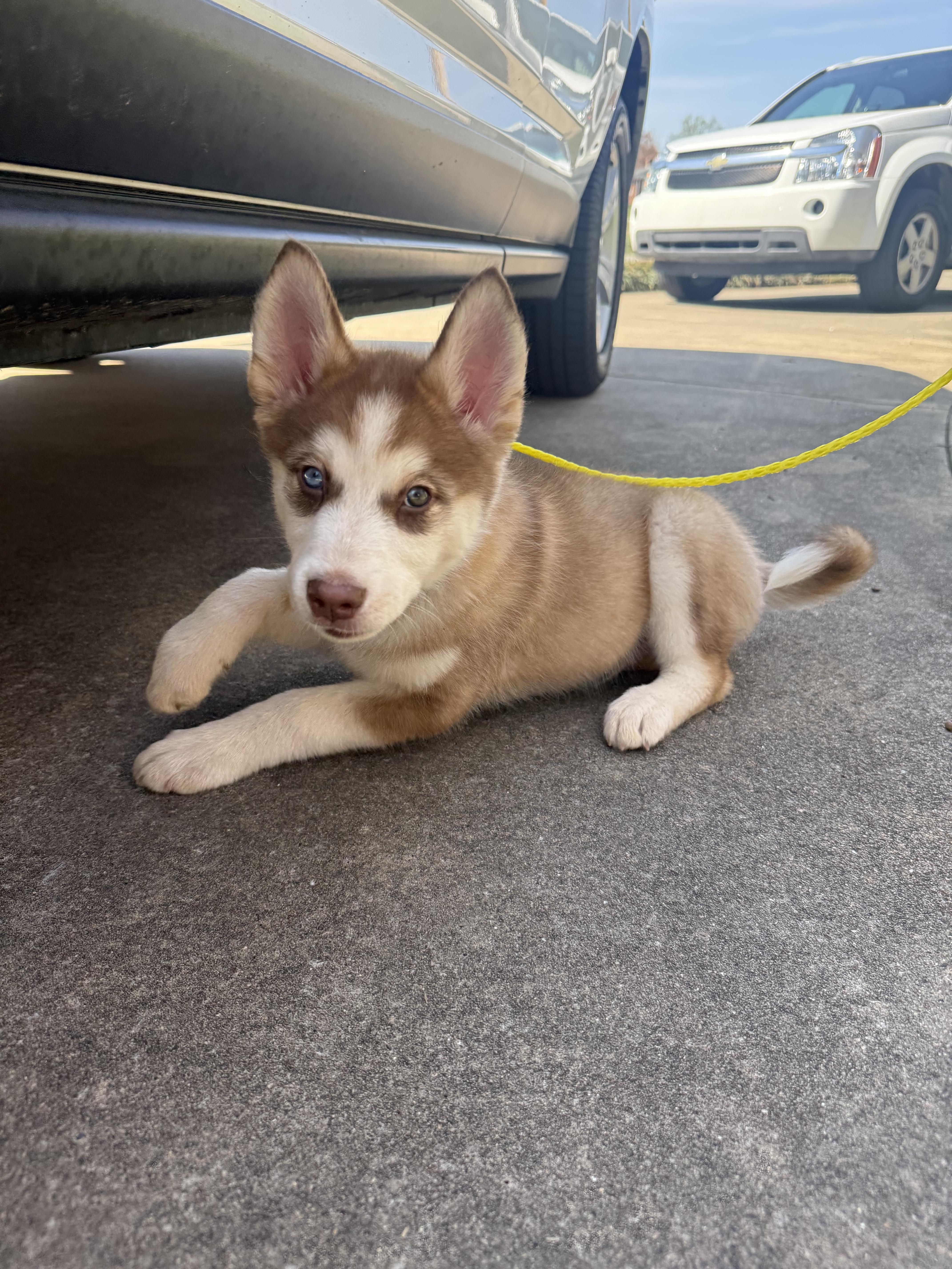 Enlarge Zeebo, a ADOPTABLE Siberian Husky in Kings Mountain, NC image 2/5