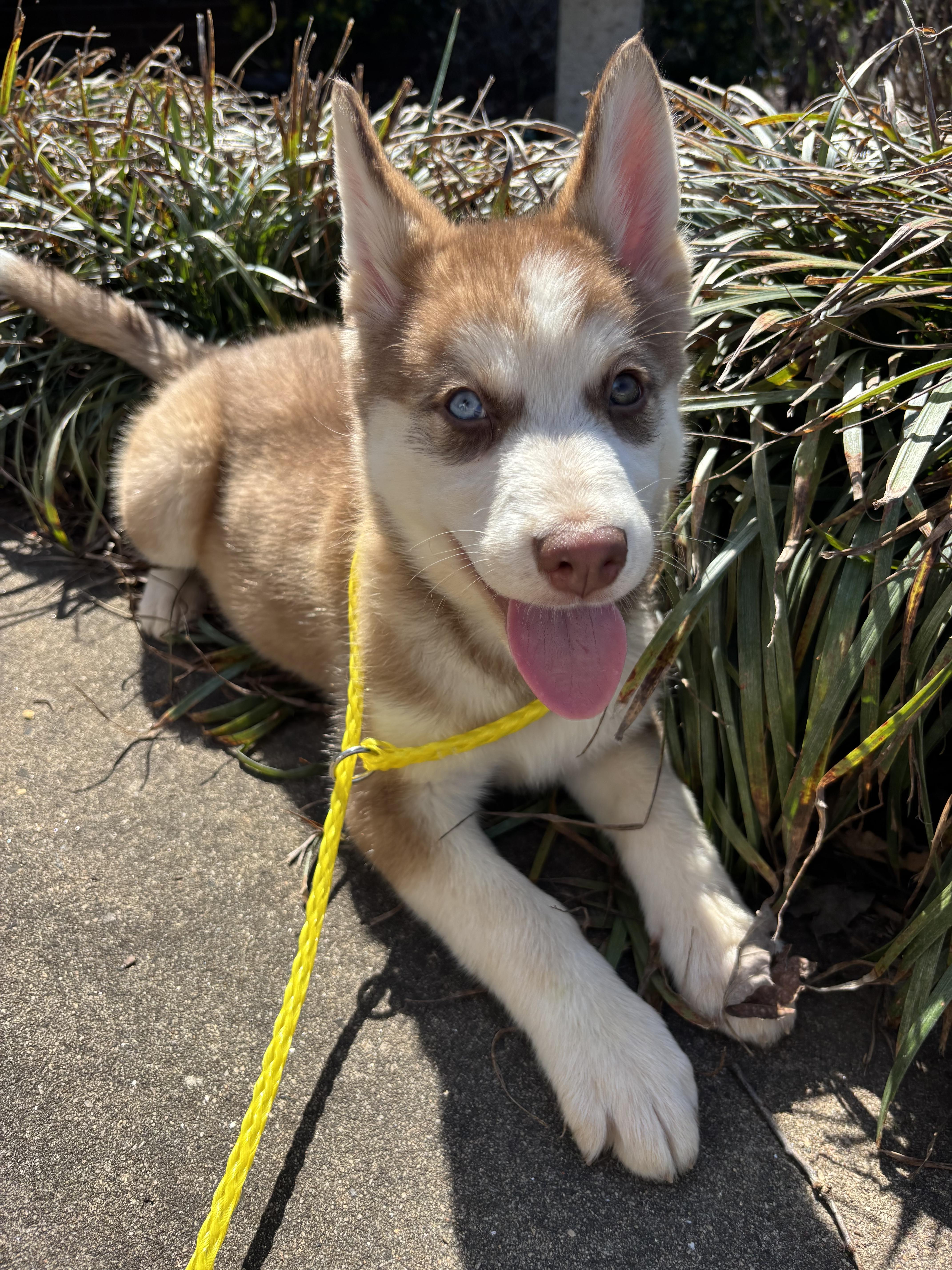 Enlarge Zeebo, a ADOPTABLE Siberian Husky in Kings Mountain, NC image 5/5