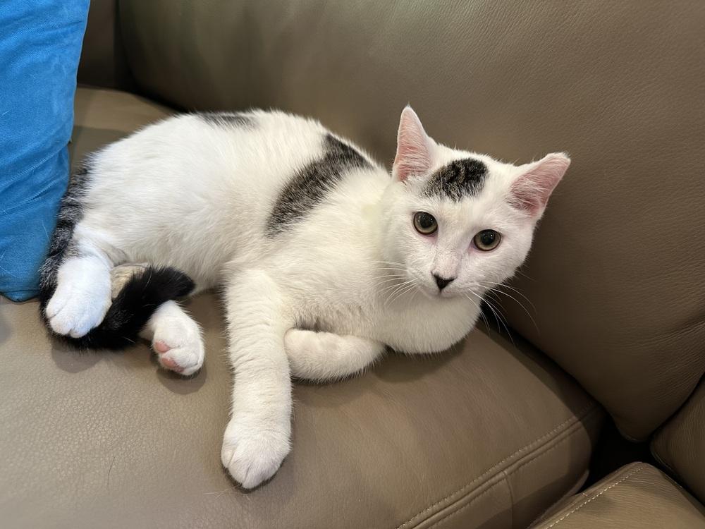 Patches SK, Adoptable, Young Male Domestic Short Hair.