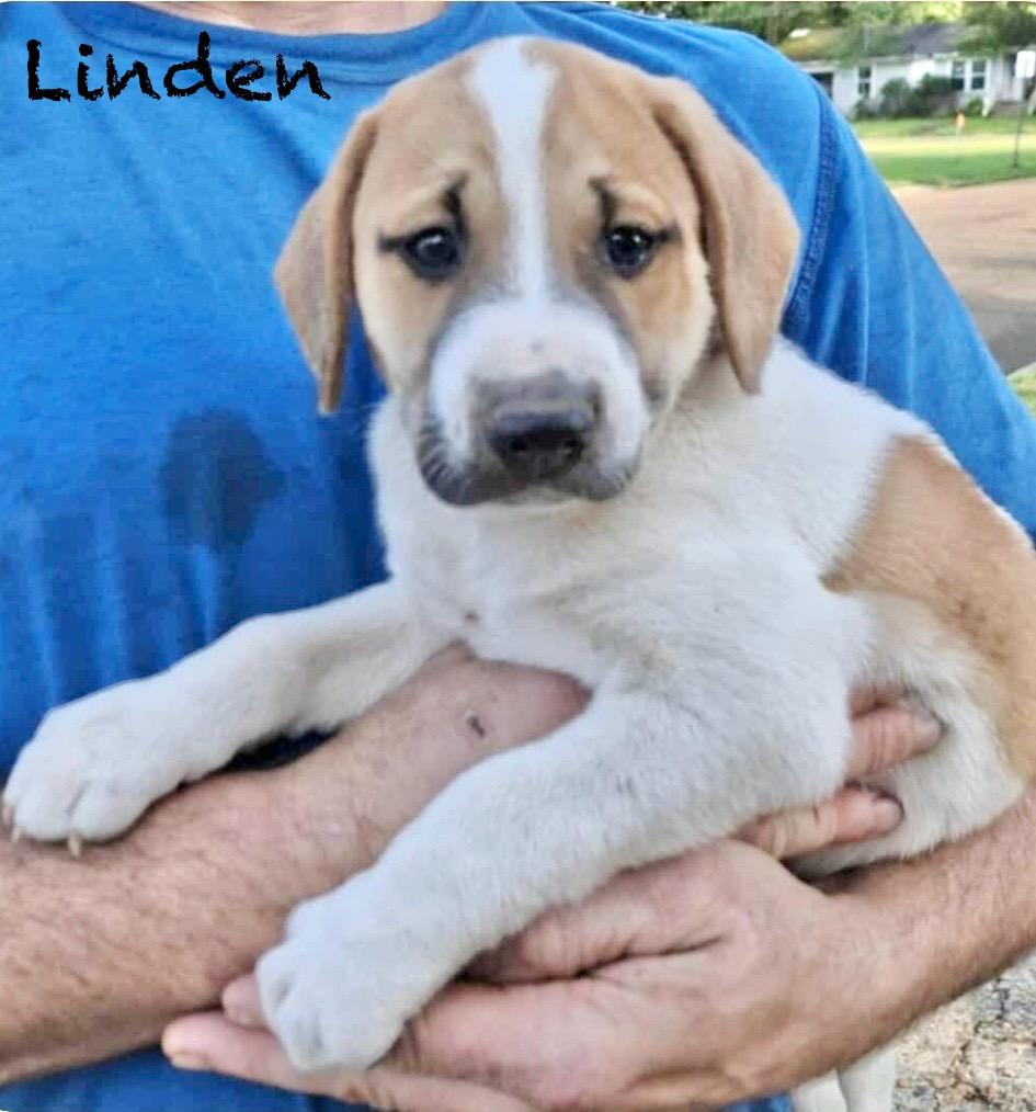Linden