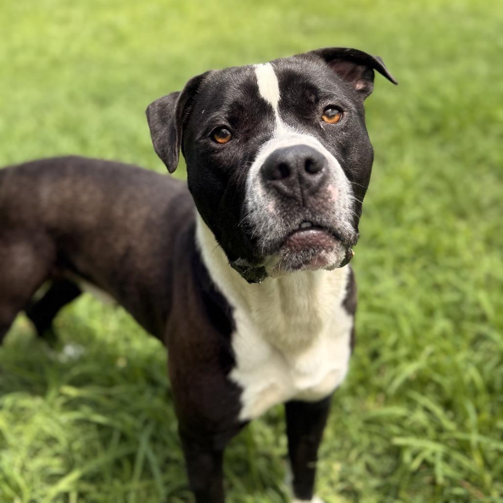 Lego, Adoptable, Adult Male Pit Bull Terrier.