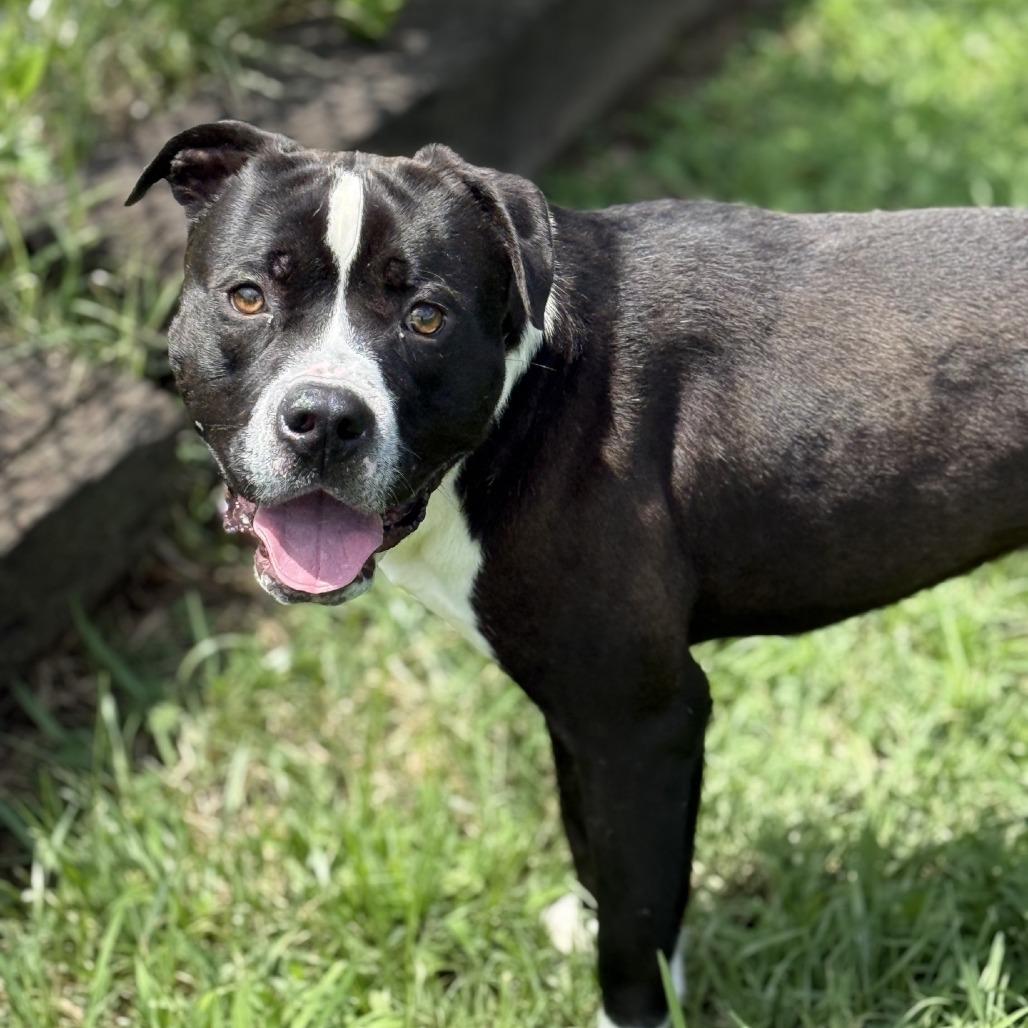 Enlarge Lego, a Adoptable Pit Bull Terrier in Ridgely, MD image 2/6