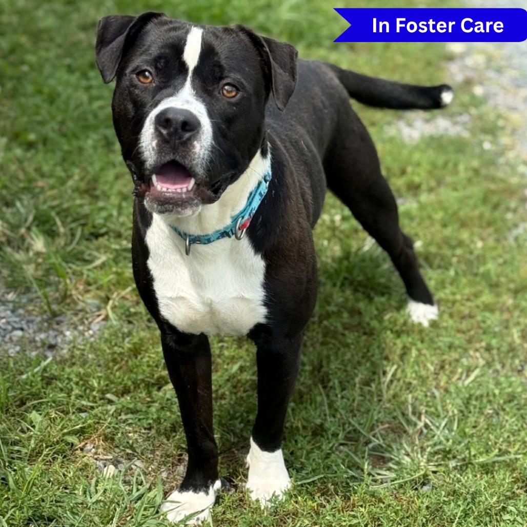 Enlarge Lego, a Adoptable Pit Bull Terrier in Ridgely, MD image 3/6